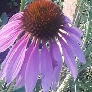 Meet your Posher, Twyla